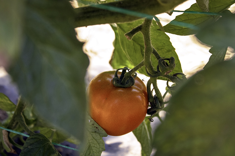 Happy Dirt organic heirloom tomatoes