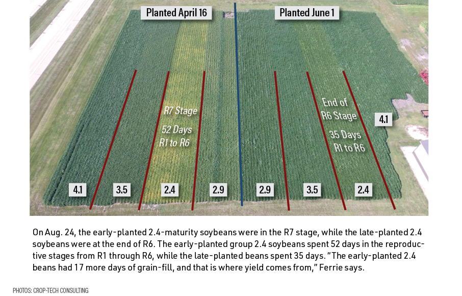 On Aug. 24, the early-planted 2.4-maturity soybeans were in the R7 stage
