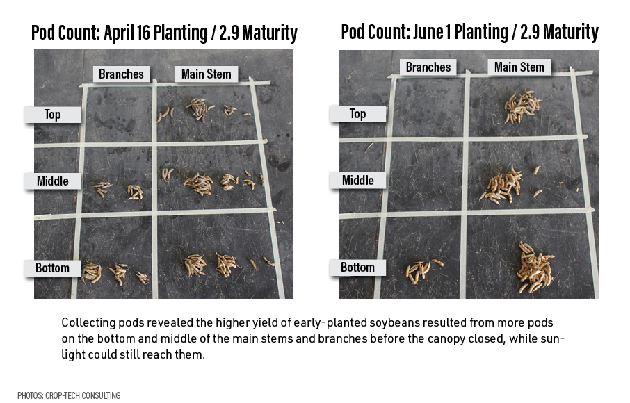 Pod Count: April 16 Planting / 2.9 Maturity