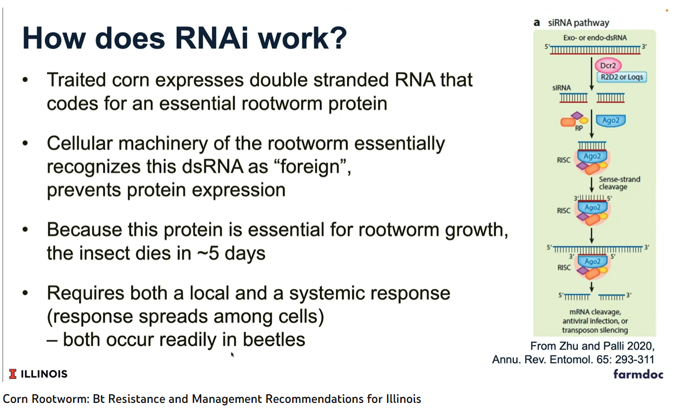 How RNAi works
