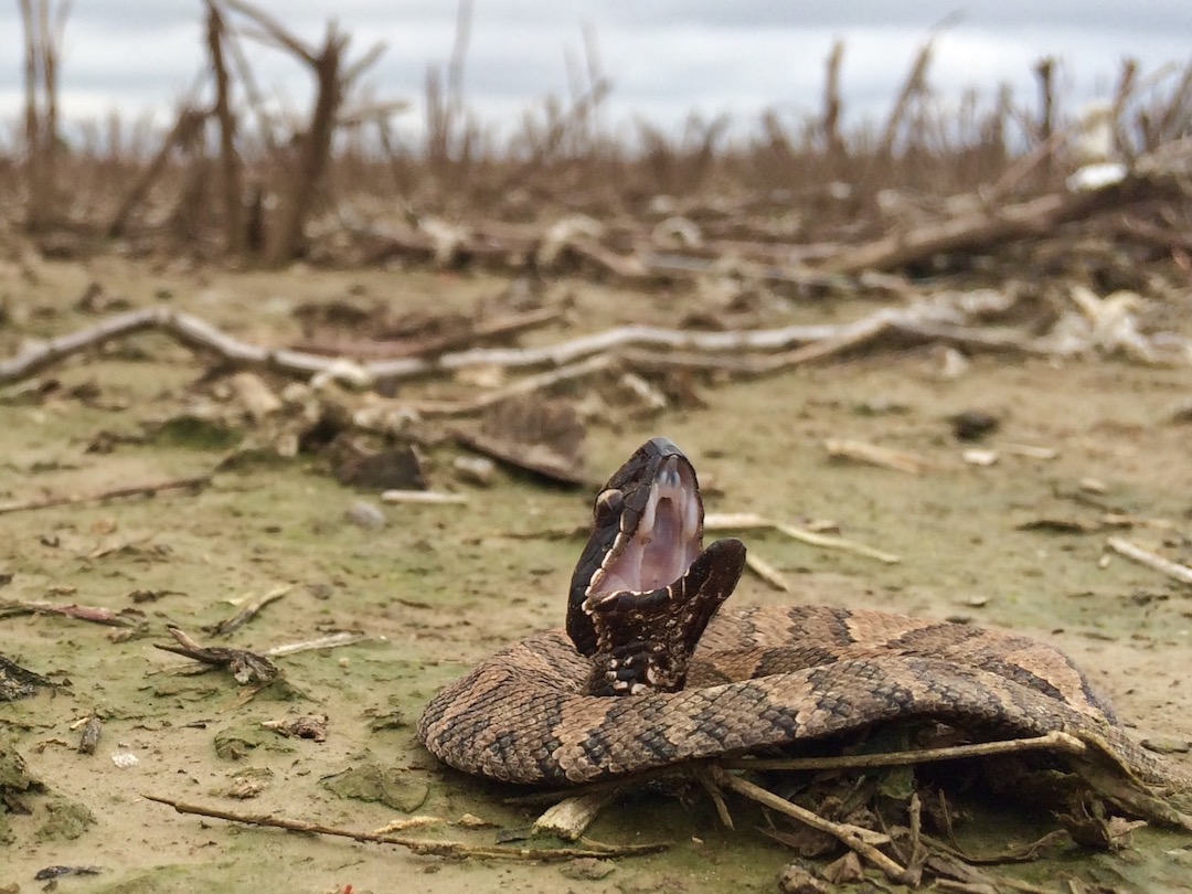 Cottonmouth at edge of cotton field