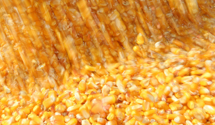 Corn flow