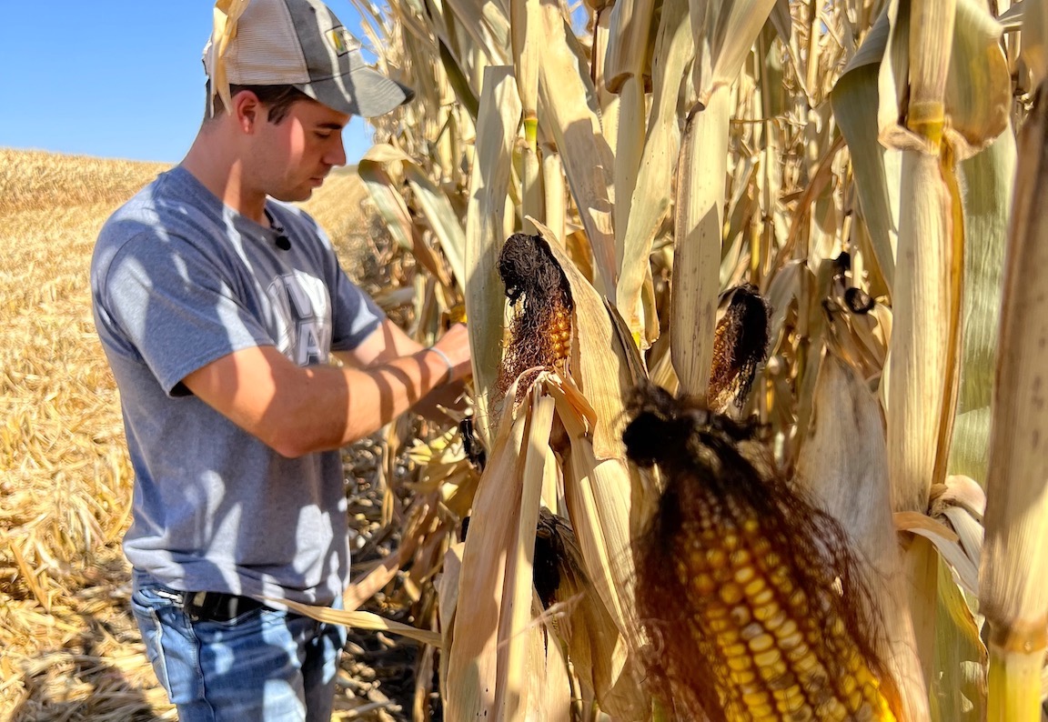 Grant Hilbert in Iowa corn