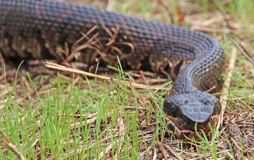 Cottonmouth in grass