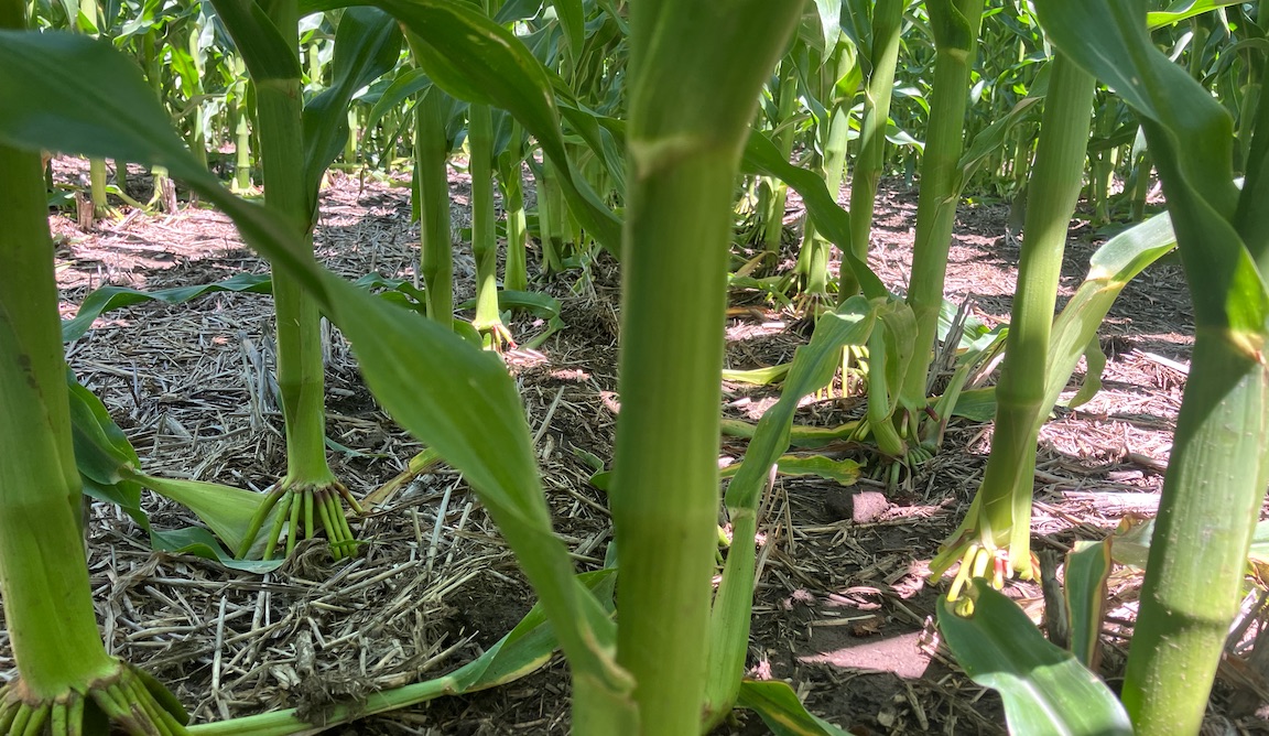 Cluster Corn Closeup in Kansas