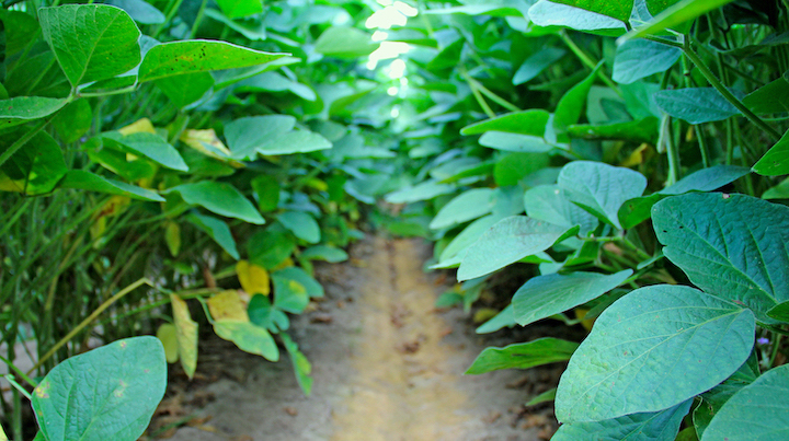 Soybeans Inside the Rows