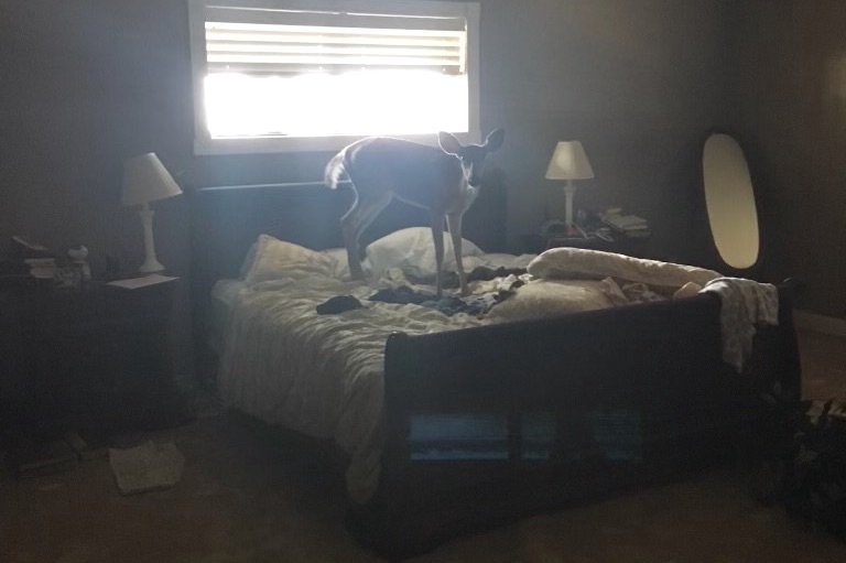 Deer on Bed after Flood