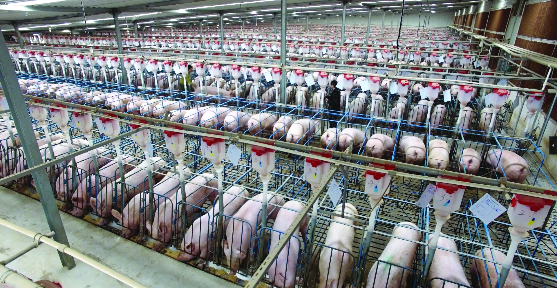 Chinese Hog Production