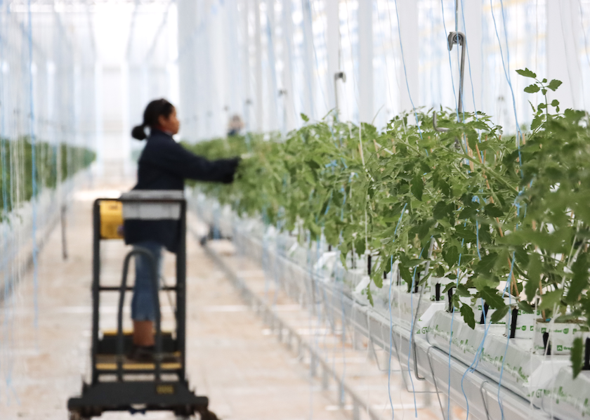 intergrow greenhouses ny new york indoor