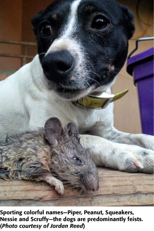 Мужчина крыса и собака