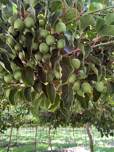 kiwi berry tree