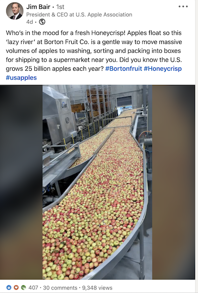 apples on floating in water in a packing line