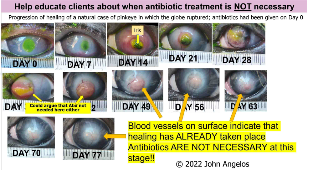 pinkeye healing stages
