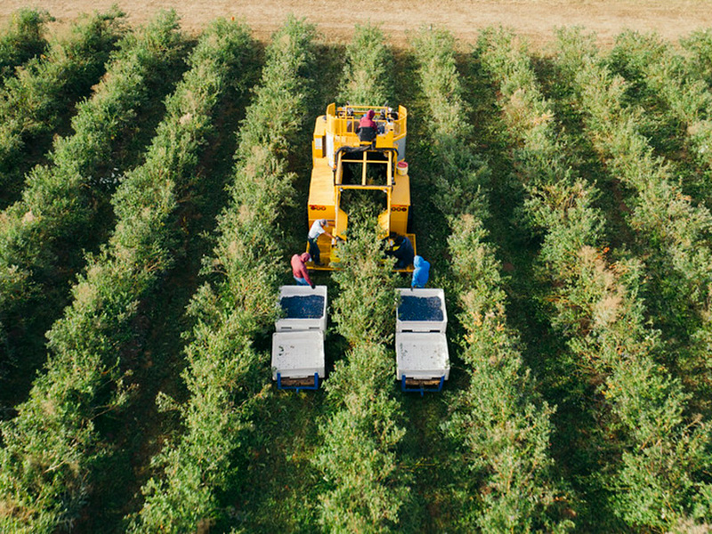 Harvesting in a blueberry field