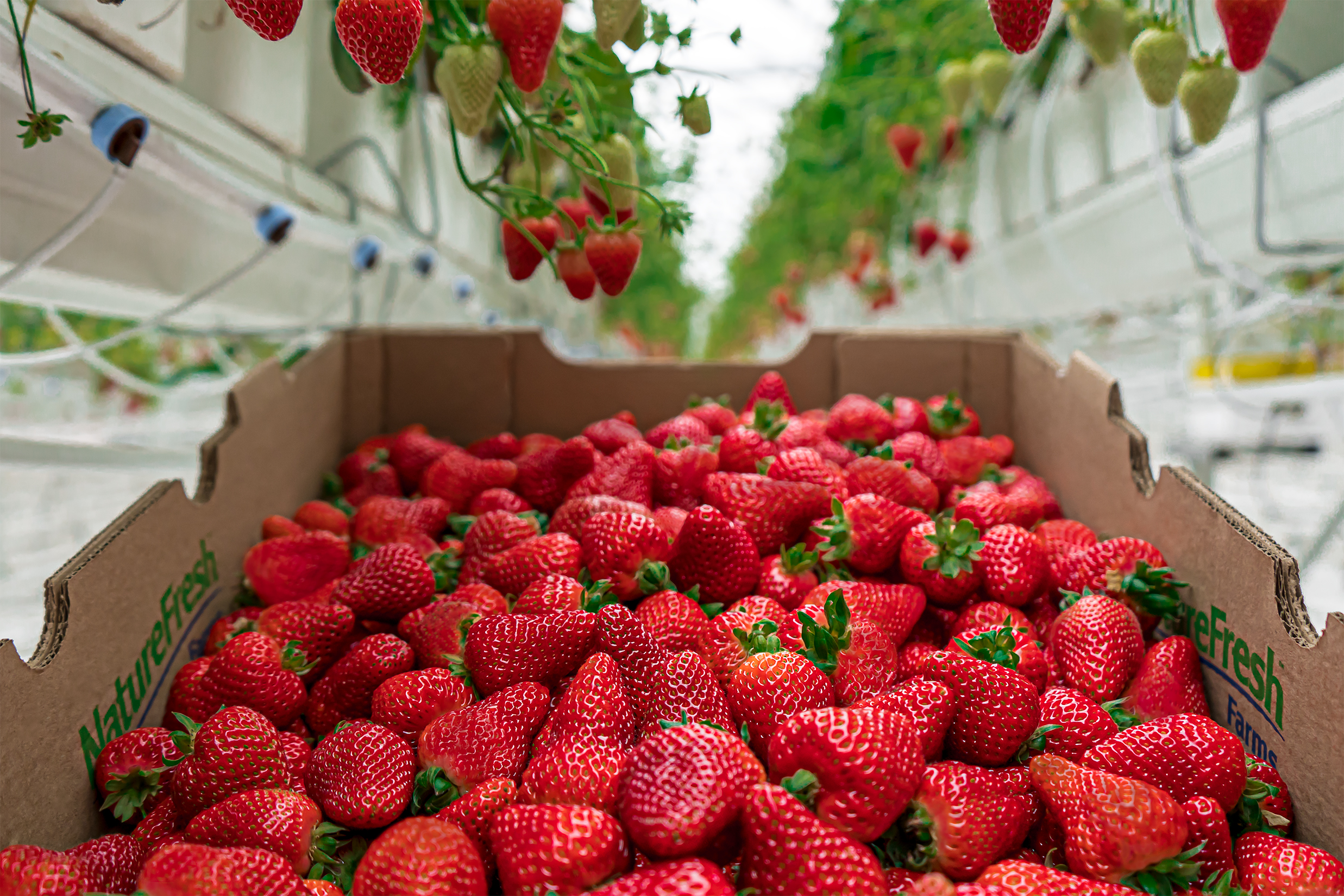 Nature Fresh Farms Strawberries