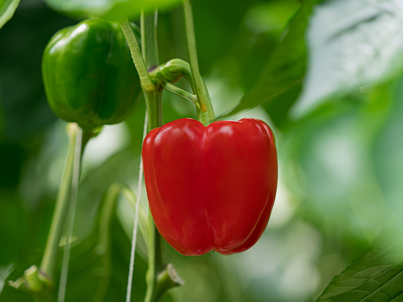 In the middle of the photo is a red bell pepper hanging from a plant. Behind it and to the left of it is a green bell pepper. The rest of the photo frame is filled with green leaves.