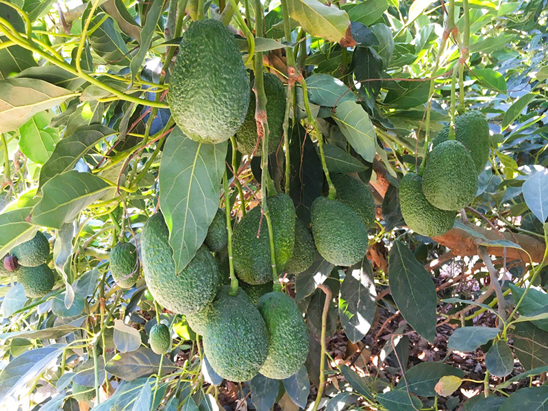 Avocados hanging from a branch