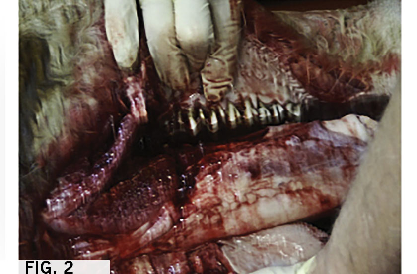 This approach allows a very good view of the oral cavity and allows for examining molar eruption (Fig. 2). 