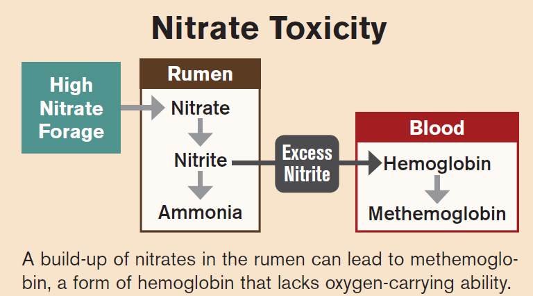 Nitrate_Toxicity