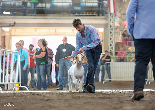 Nolan Hoge with goat at IL State Fair