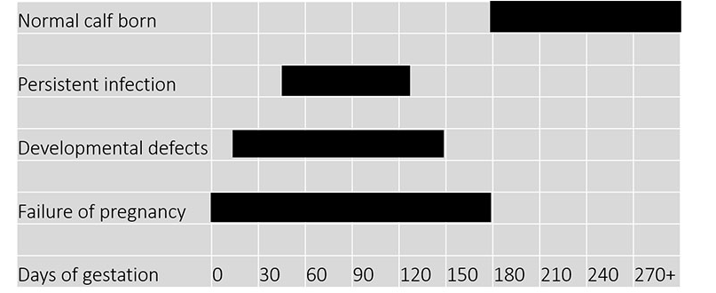 OSU BVD Chart