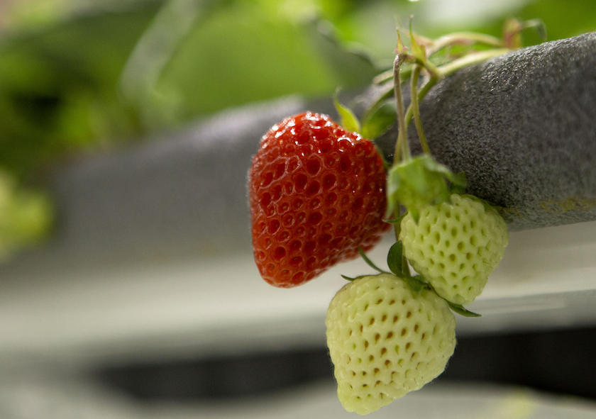 Nj Based Vertical Strawberry Grower Oishii Gets 50 Million The Packer