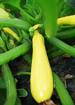 Yellow squash in a field