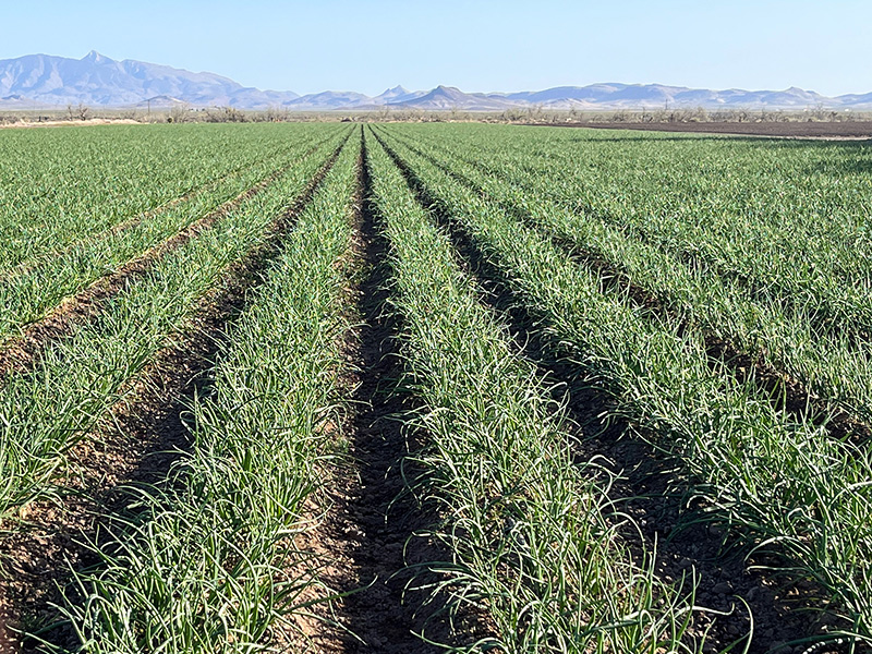 Little Bear Produce, which ships sweet onions, was wrapping up its Texas harvest in early May and planned to transition to New Mexico (shown here) in June, where it will ship onions until September.
