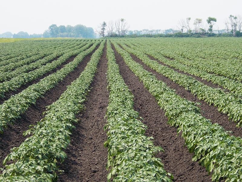 Rows of potato plants arranged vertically in a field.