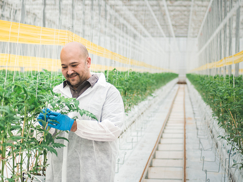 A man inspecting plants growing in a commercial greenhouse