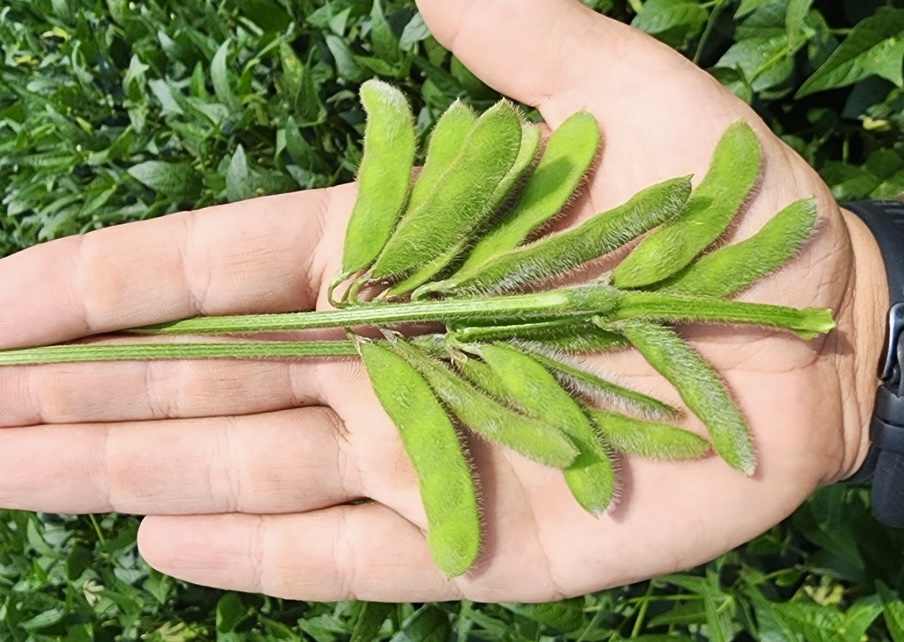 Soybean Pods Galore