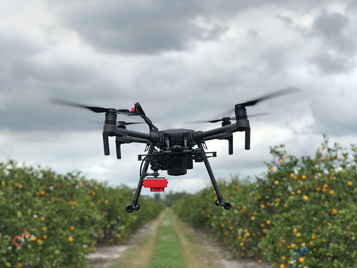 Photos courtesy UF IFAS  drone flying over citrus crop