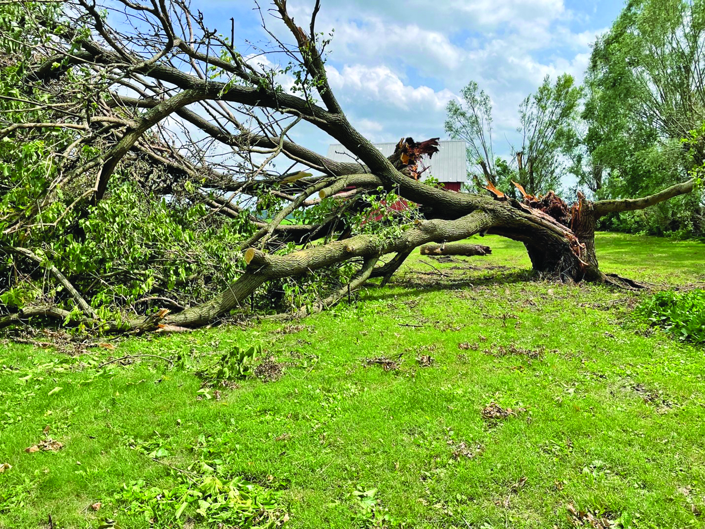 Branch falls off of Survivor Tree