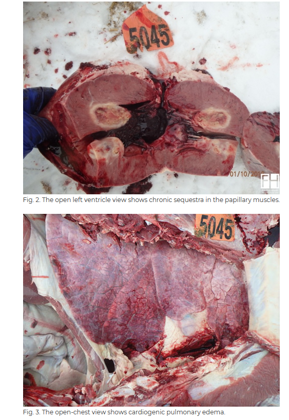 Post Mortem Photos 2