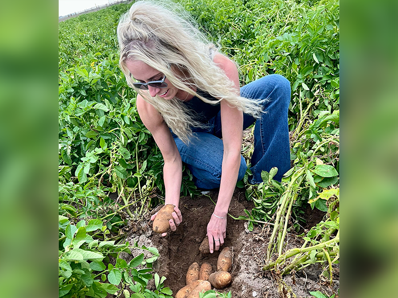 Tater Traders Operation Manager Morgan McCormick evaluates a new crop of Colorado potatoes.