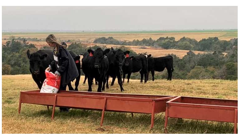Raegan Klaassen feeding cows in Oklahoma