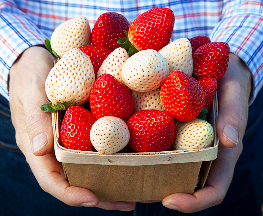 Red and white strawberries; photo courtesy Florida Strawberry Growers Association