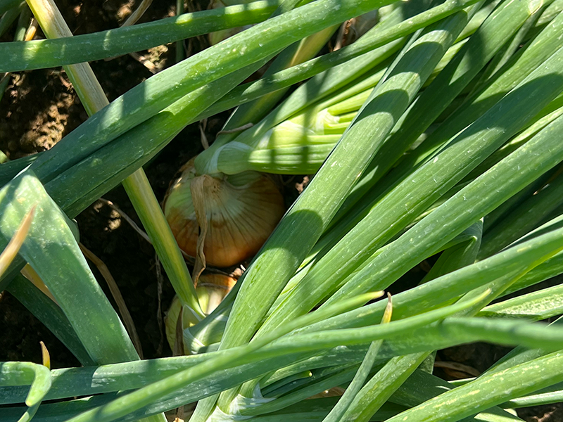 Riverfront Produce onion in field