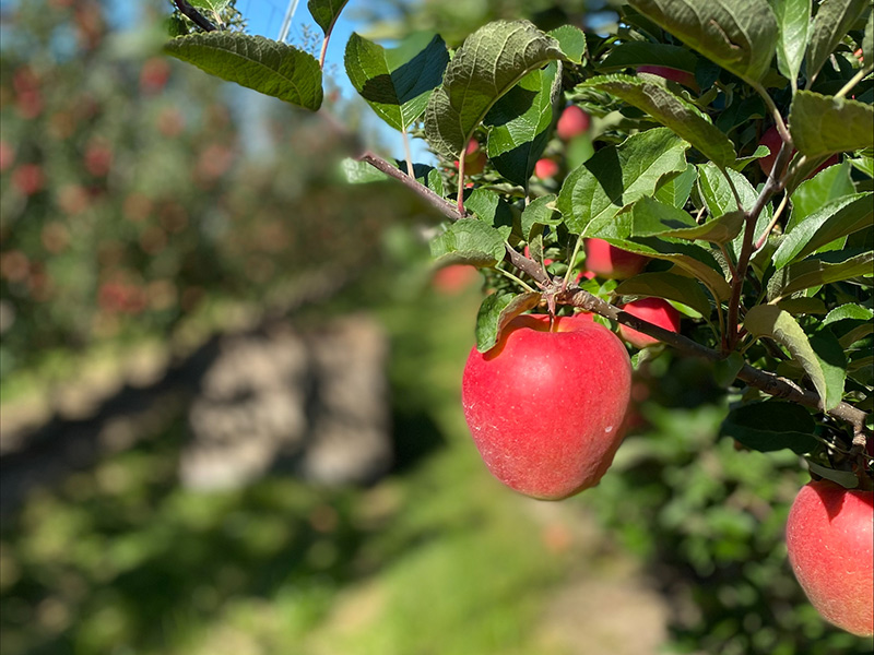 Red Delicious  Applewood Fresh Growers LLC