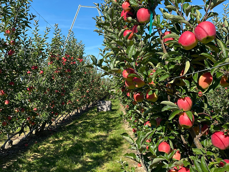 A view down a row of apple trees