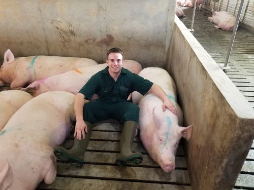 Matthew Rooda and pigs