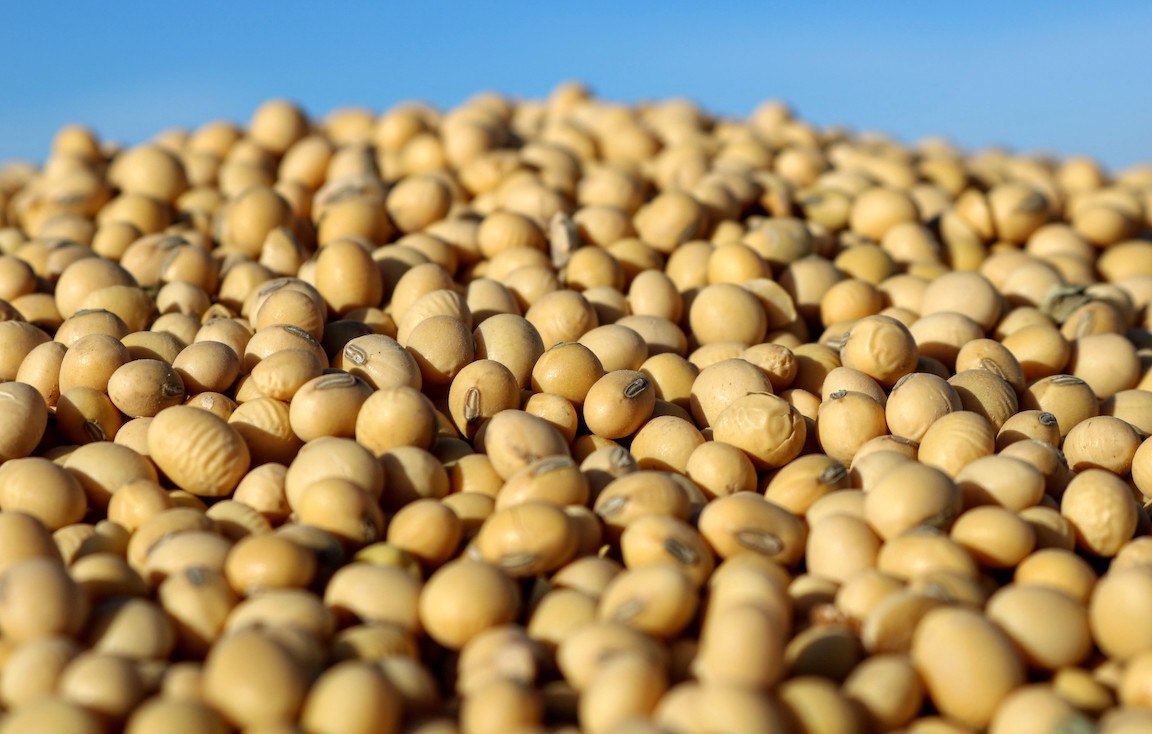 Soybean Pile