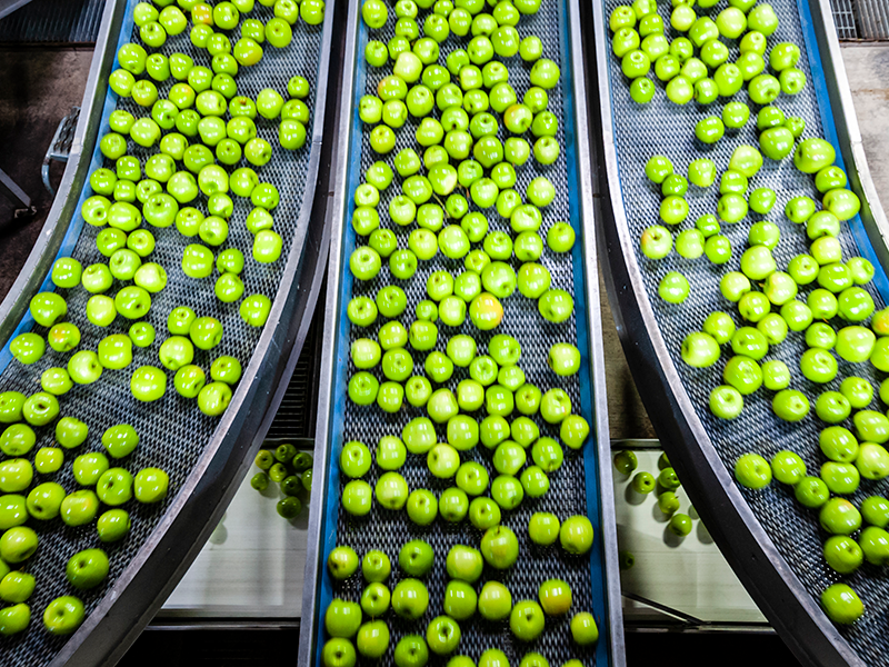 Apples on a conveyor system