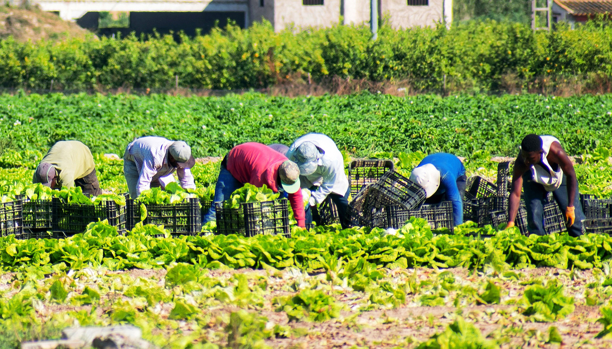farm workers
