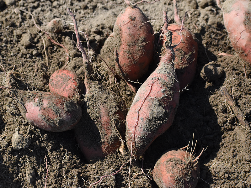 sweetpotatoes piled together in soil