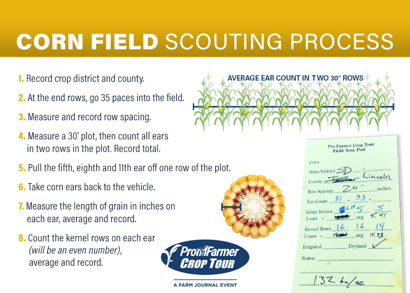Corn Scouting Process