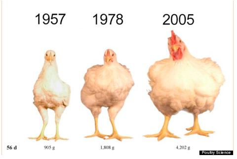 John Phipps: Is There Really a Chicken Shortage? | AgWeb