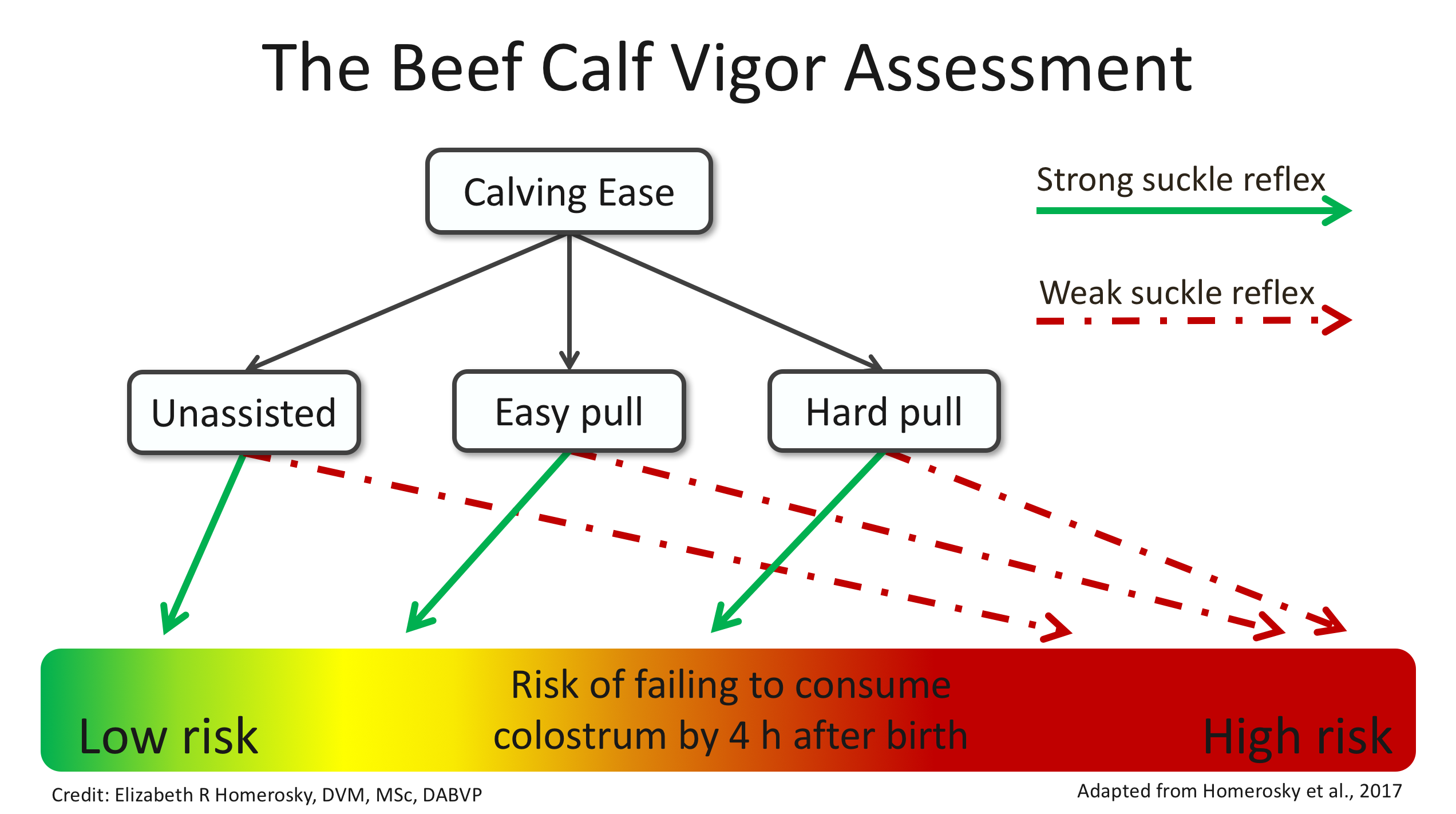 Beef Calf Vigor Assessment