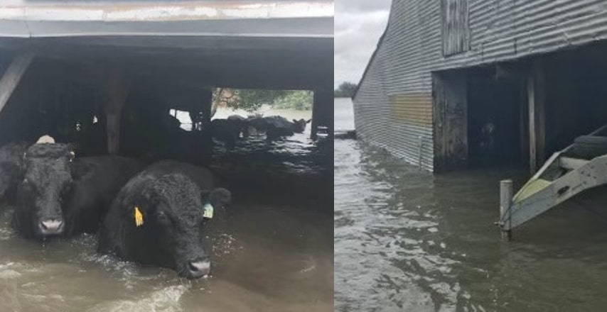FLOODED BARNS AND CATTLE