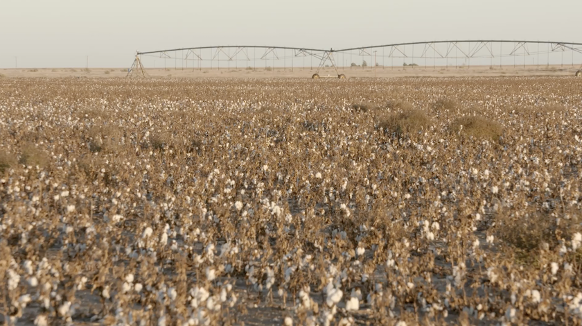 Brazos Valley cotton looks good, despite late start - Texas Farm